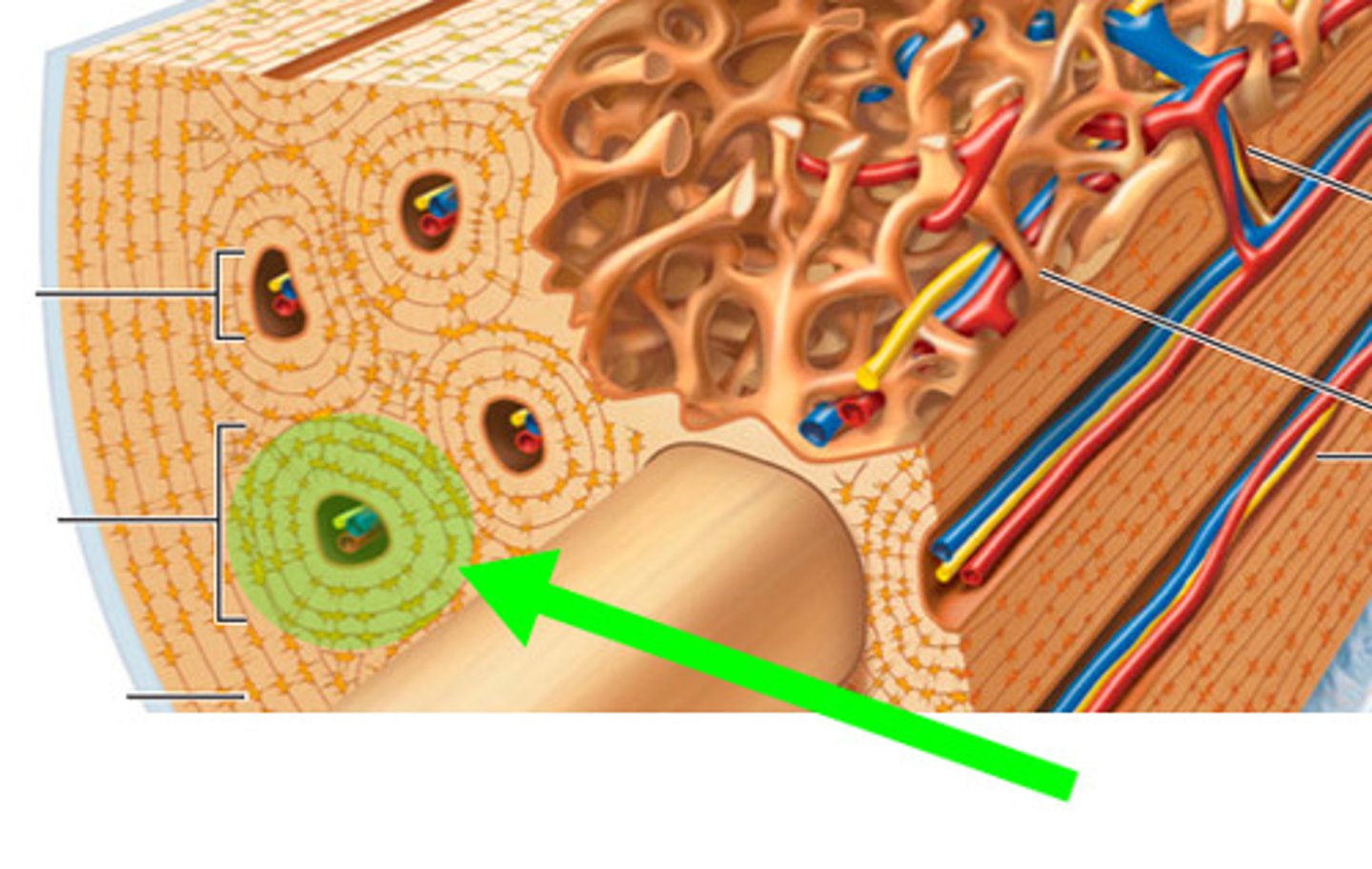<p>Structural unit of compact bone.</p>