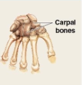 <p>Boxlike appearance. <em>Examples:</em> Carpal bones (wrists) and tarsal bones (ankles).</p>