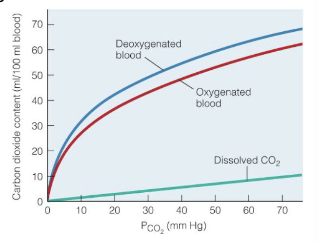 <ul><li><p>dissolved (small amount ~7%)</p></li><li><p>carbaminohemoglobin (when CO<sub>2</sub> is bound to hemoglobin) (~25%)</p></li><li><p>Bicarbonate (~70%) (buffering system in EXC fluid)</p></li><li><p>H<sub>2</sub>O + CO<sub>2</sub> ←→ H<sup>+</sup> + HCO<sub>3</sub><sup>-</sup> </p><ul><li><p>deoxygenated blood released O<sub>2</sub>, bound CO<sub>2</sub></p></li><li><p>oxygenated blood released CO<sub>2</sub>, bound O<sub>2</sub></p></li></ul></li></ul><p></p>