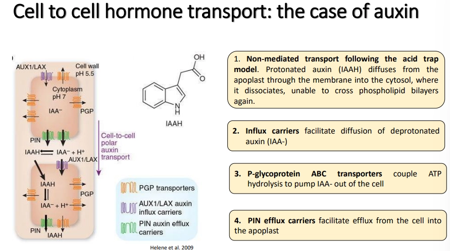 <p>into cells:</p><ul><li><p>non-mediated-<strong> protonated auxin</strong> in the <strong>apoplast </strong>(low pH, amplified by high auxin concs) can <strong>cross </strong>the membrane into the <strong>cytosol</strong>, where it is <strong>deprotonated </strong>and gets <strong>trapped</strong></p></li><li><p><strong>influx</strong> carriers facilitate the diffusion of <strong>deprotonated </strong>auxin (from neutral apoplast) <strong>into </strong>the cell</p></li></ul><p></p><p>out of cells:</p><ul><li><p><strong>ATP hydrolysis-coupled transporters </strong>act as <strong>pumps </strong>to<strong> export </strong>auxins outside (regular distribution)</p></li><li><p><strong>PIN efflux carriers</strong> facilitate <strong>efflux </strong>of auxins in an <strong>asymmetric </strong>distribution around the cell dependent on cell type, to create <strong>polar gradients</strong>- this determines the identity of <strong>stem cells at root auxin maxima </strong>and these gradients allow auxins to act as <strong>concentration-dependent morphogens</strong></p></li></ul><p></p>
