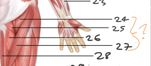 <p>What is No. 24-27?</p>