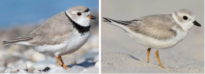 <ul><li><p><span style="background-color: transparent;"><strong>Habitat:</strong> breeding along ocean shores, rivers, and alkali wetlands, best above water line in sandy areas with sparse veg- marshes, bays, spoil islands, etc., forage in winter on coastal beach, sandflats, and mudflats exposed in low tide</span><span>&nbsp;</span></p></li><li><p><span style="background-color: transparent;"><strong>Diet:</strong> freshwater and marine inverts within 16ft of water’s edge- marine worms, small crustaceans, flies, water beetles, snails, and roundworms, etc.</span></p></li><li><p><span style="background-color: transparent;"><strong>Characteristics:</strong> little, round, stocky, frequently stand in horizontal position, </span><span>sandy grayish brown with white underparts and narrow collar</span><span style="background-color: transparent;">, round heads, large dark eyes, short stubby beak, breeding season- orange bill with black tip, black collar, and black forehead line, nonbreeding season- black bill and gray faded collar</span></p></li></ul><p></p>