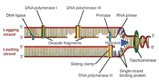 <p>A prokaryotic enzyme that mainly helps with RNA primer removal especially on the lagging strand and replacing the primers with DNA nucleotides to fill the gap between Okazaki fragments. </p>