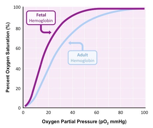 <p>It is structured slightly differently with a higher affinity, easier to take up more oxygen</p><p>Achieved through gene expression</p>