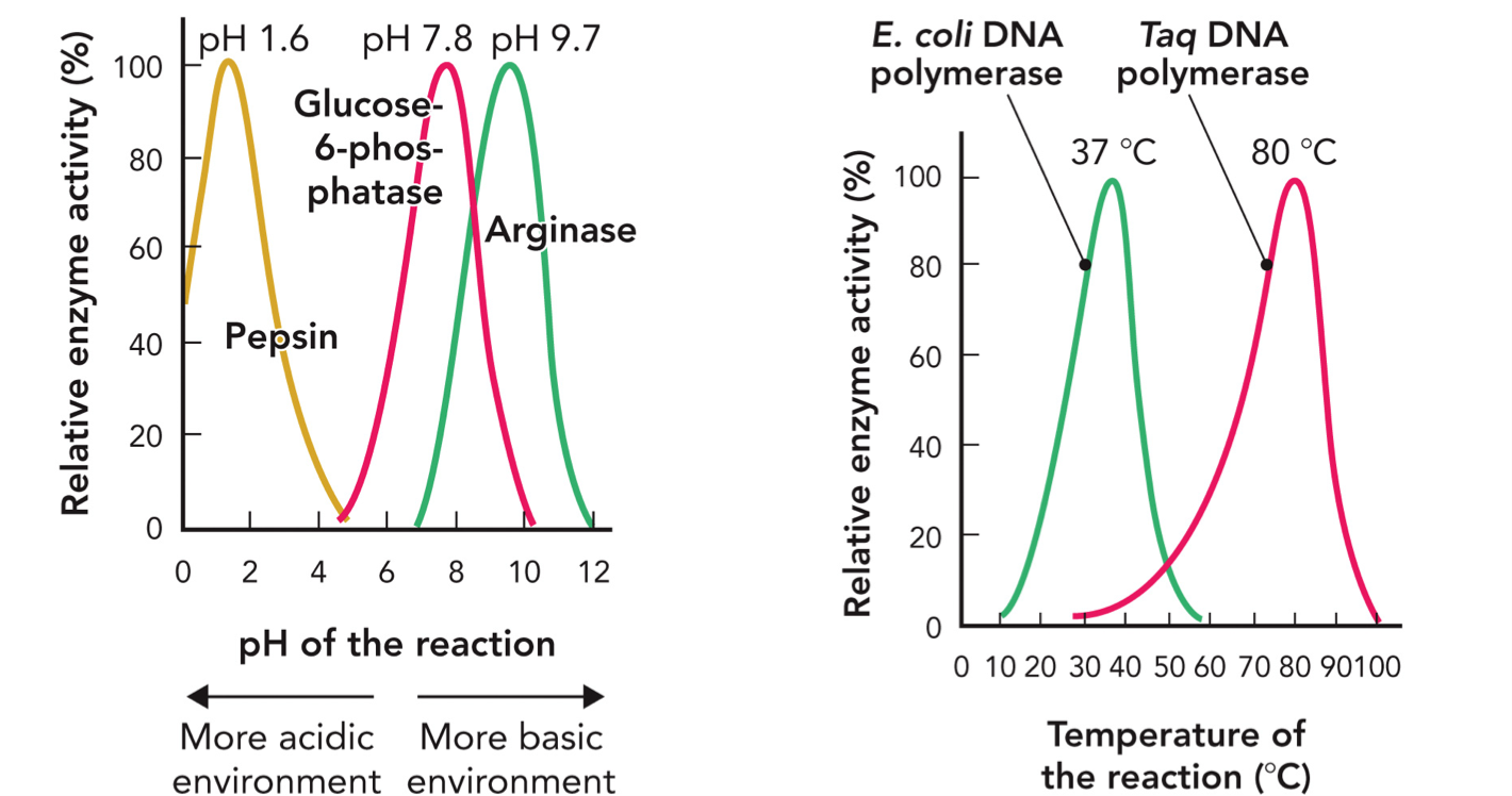 <p>Every enzyme has an optimal pH where it works best. Reflects the chemical environment of the active site and is consistent with the physiologic role of enzyme</p><p>Pepsin → pH 1.5-2 (acidic)</p><p>Glucose-6-phosphatase → 7-8</p><p>Arginase → 9-10 (basic)</p><p>Ph changes charge of amino acids, shape of active site, ability to bind substrate</p><p>E. coli DNA polymerase, optimal 37 degree celsius</p><p>Taq polymerase, optimal 80 degree celcius</p><p>As temp increase, rate increases, but too high and enzyme denatures</p>