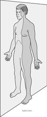 <p>A body plane that divides the body into left and right parts.</p>