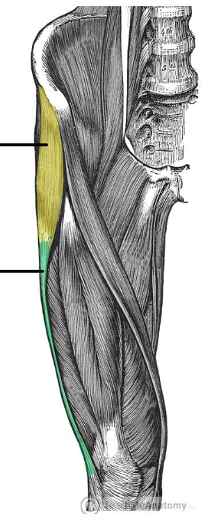 <p>ID muscle and innervation (yellow)</p>