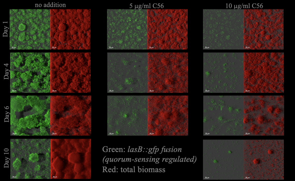 <p><strong>Penetrate <em>Pseudomonas aeruginosa</em> biofilms</strong></p><p>→ shut down the quorum-sensing signalling systems and cause <strong>detachment</strong></p><div data-type="horizontalRule"><hr></div><p><em>(green fluorescence protein = quorum sensing on)</em></p><p><em>(red = biomass)</em></p><p>=> furanones shutting down quorum-sensing as conc. increase → biomass reduced</p>