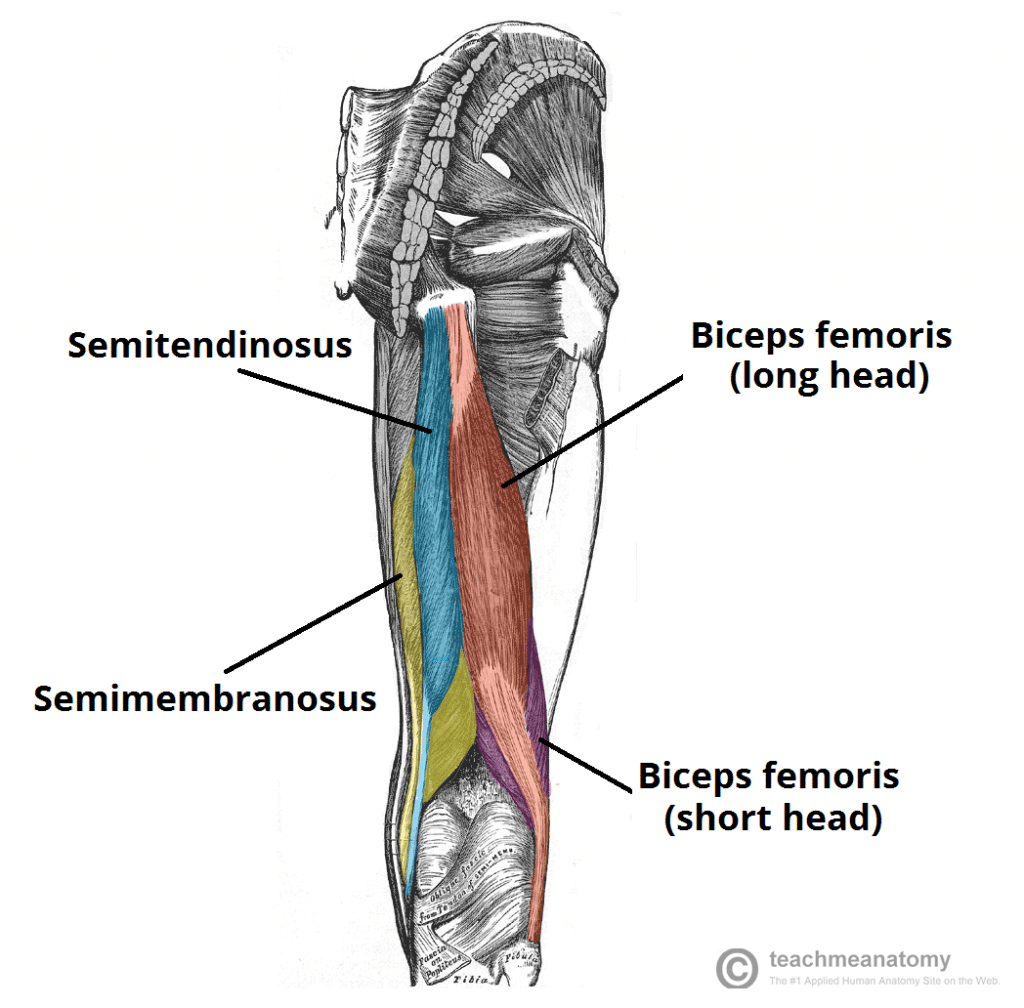 <p>Proximal Attachment (O): Ischial tuberosity</p><p>Distal Attachment (I): Superior part of media surface of tibia (as part of pes anserinus)</p><p>Nerve: Tibial division of sciatic nerve part of tibia (L5, S1, S2)</p><p>Action: Extend hip joint; flex knee joint and medially rotate it when flexed. When hip and knee joints are flexed (as when sitting), these muscles can extend trunk at hip joint (to rise).</p>
