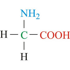 <p>What’s unique about glycine?</p>