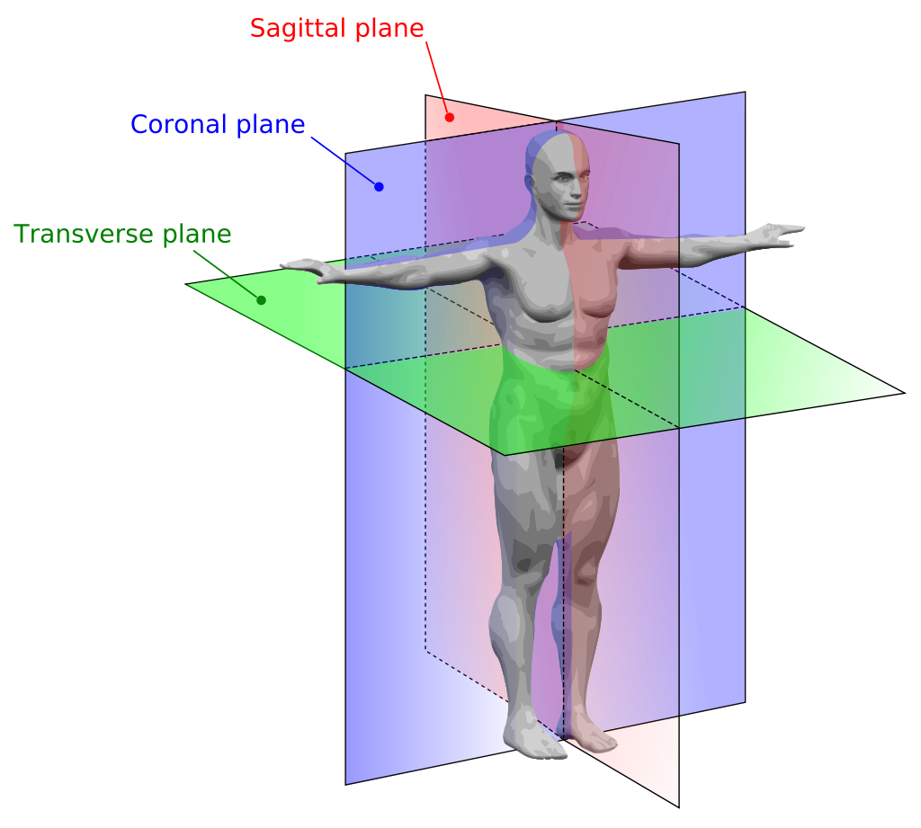 <ul><li><p>Vertical plane dividing the body into <strong>left and right </strong>parts</p></li><li><p>Also known as the “median” (but isn’t necessarily in the middle)</p></li><li><p>The mid sagittal plane divides into right and left halves</p></li></ul><p></p>