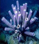 <p>Identify the phylum this belongs to.</p>
