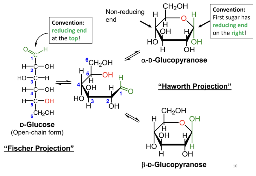 <p>In a Haworth projection, how do you identify the anomeric carbon?</p>
