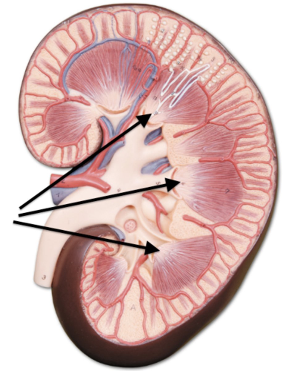 <p>what is the renal papilla of the kidneys? what do they empty into?</p>