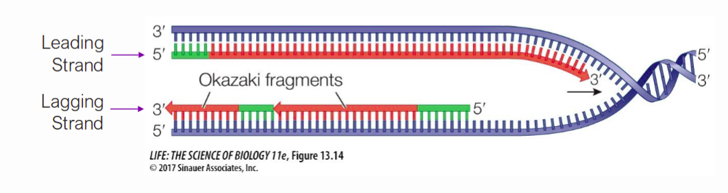 <p><span>The DNA strand that is synthesized continuously in the direction of the replication fork</span></p>
