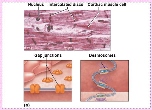 <p>they allow ions to pass, which electrically couple adjacent cells and ensure that the heart contracts as a unit</p>
