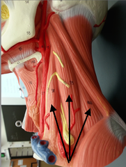 <p>scalene</p>