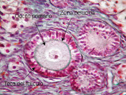 <p><strong><mark data-color="#da00c3" style="background-color: rgb(218, 0, 195); color: inherit;">Zona pelúcid</mark></strong><mark data-color="#f900c4" style="background-color: rgb(249, 0, 196); color: inherit;">a </mark>(evita multi penetración de espermas)</p><p></p><p>-Not la capa mas externa, esa es Corona Radiada</p>