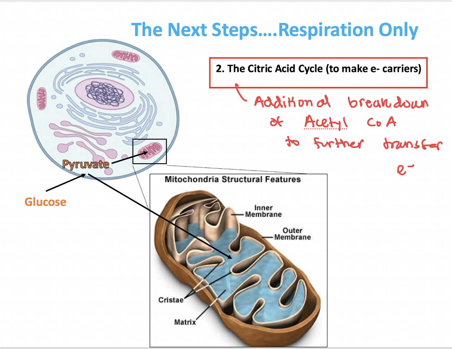 <ul><li><p>The citric acid cycle!!</p></li></ul><p>—> additional breakdown of Acetyl CoA</p>