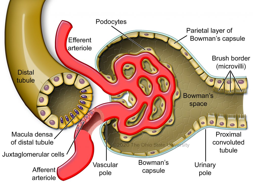 <p>juxtaglomerular cells</p>