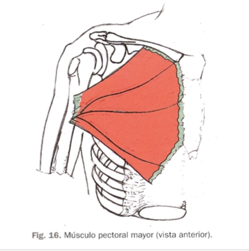 <p>Pectoral mayor  </p>