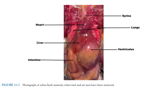 <p>crop- stores and moistens feed</p><p>proventriculus- glandular stomach (HCl and gastric juices) that provides the enzymatic breakdown</p><p>gizzard- muscular stomach that grinds the food</p>