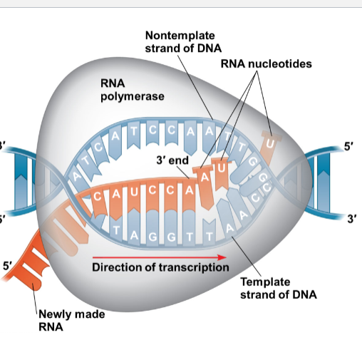 <p>• As RNA polymerase it untwists the double helix as it goes (10 to 20 bases at a time)</p><p>• Transcription progresses at a rate of 40 nucleotides per second in eukaryotes</p><p>• A gene can be transcribed simultaneously by several RNA polymerases</p><p>• RNA polymerase builds 5’ to 3</p>