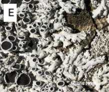 <p>Which lichen growth form is this? </p>