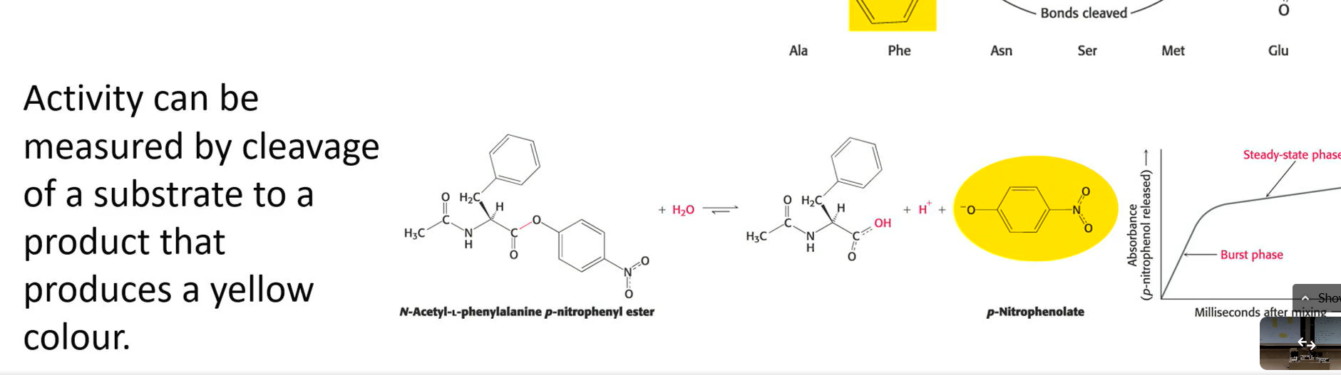 <p>measured by cleavage of a substrate to a product that produces a yellow colour</p>