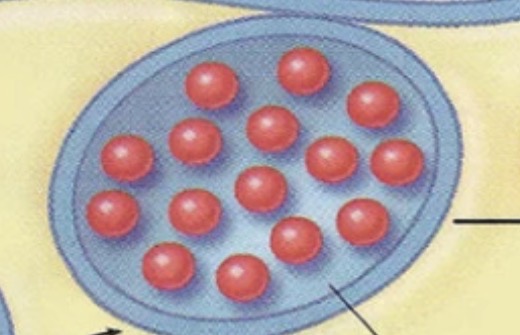 <p>Secretory Vesicle</p>