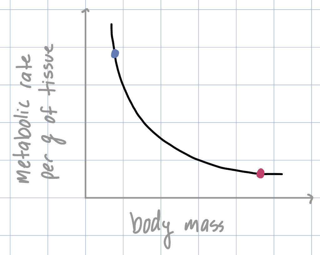 <p>What is BSA? Given a mouse and an elephant, which animal would be on which point on this graph?</p>