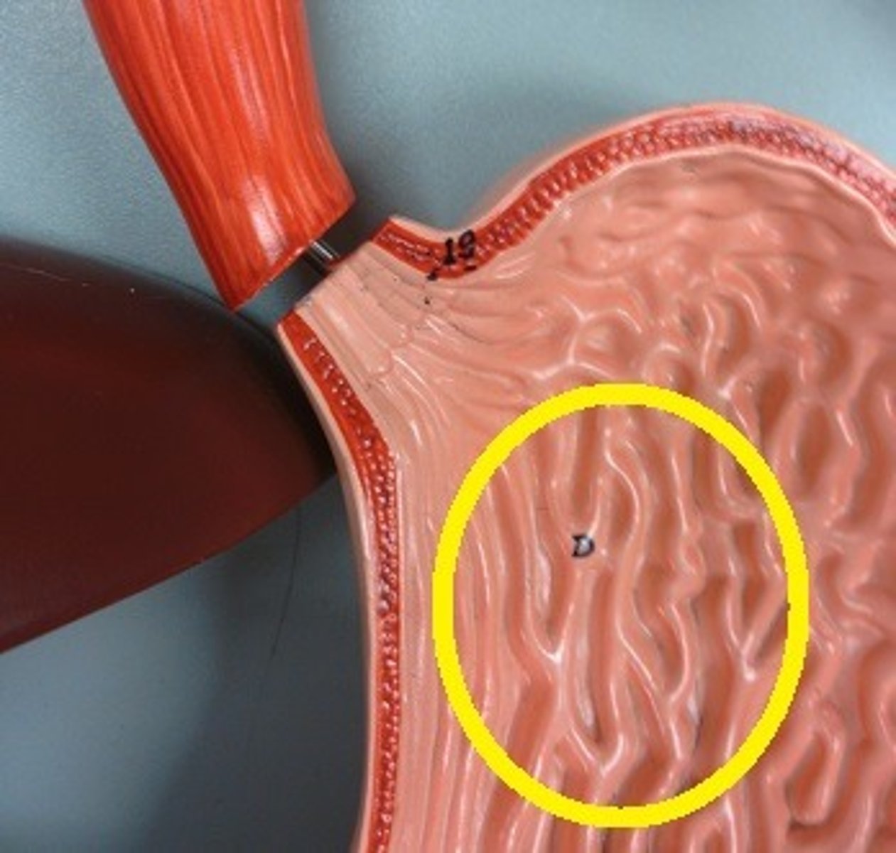 <p>folds in the stomach</p>
