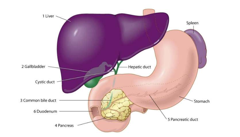 <p>parts of liver, gallbladder, and pancreas</p>