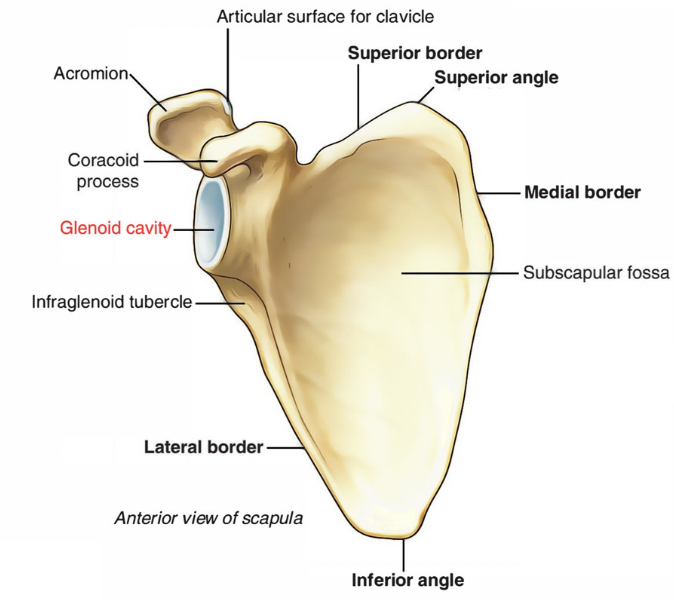 <ul><li><p><span>Anterolaterally</span></p></li><li><p><span>Slightly superiorly</span></p></li></ul><p></p>
