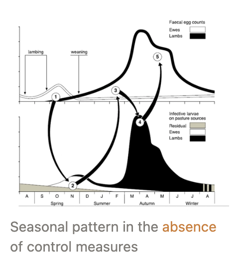 <p><u>Larval Contamination and FEC:</u></p><ol><li><p>Spring rise of larvae on pasture from TWO sources:</p><ol><li><p><strong>Periparturient rise (PPR) of ewes</strong> = Reduce immune response around late gestation → Increased FEC</p><ul><li><p>NOT in cattle</p></li></ul></li><li><p>Overwintered larvae</p></li></ol></li><li><p>Larvae from spring rise are ingested by lambs</p></li><li><p>Eggs deposited by lambs = source of ‘autumn peak’ infective larvae</p></li><li><p>These larvae ingested = disease in autumn/winter + some overwinter (source of 1.)</p></li><li><p>A number of eggs deposited in autumn fail to develop (temp.</p></li></ol><p>No PPR in cattle</p><p><u>Seasonality:</u></p><ul><li><p><strong>Late spring/early summer</strong> = <em>Nematodirus</em> and <em>Teladorsagia</em></p></li><li><p><strong>Summer/early autumn</strong> = <em>Haemonchus, Teladorsagia, Trichostrongylus</em></p></li><li><p><strong>Autumn/early winter</strong> = <em>Trichostrongylus</em></p></li></ul><p></p>
