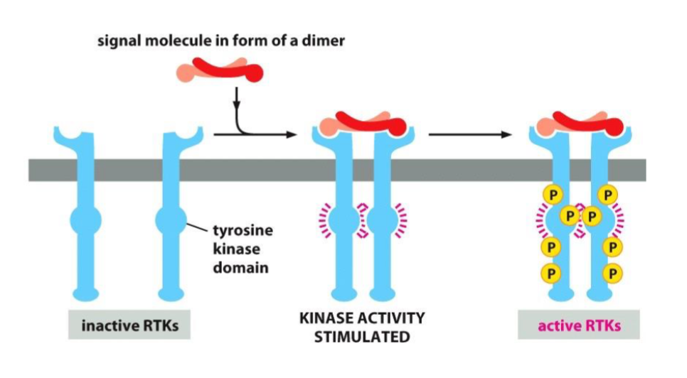 <ul><li><p>Inactivated two tailed RTKs are activated and brought together by a ligand binding and causing dimerization. </p></li><li><p>When the tails are associated with each other, tyrosines get phosphorylated by kinases.</p></li><li><p>Now act as “docking sites” for signaling proteins and set off signaling pathways. </p></li></ul><p></p>