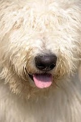 <p>(adj) /ˈfɜː.ri/ - nhiều lông, phủ lông tơ mềm. Ex: A thick sheepskin rug is warm and furry. (Tấm thảm da cừu dày rất ấm và nhiều lông.)</p>