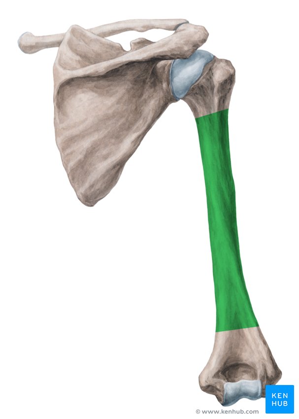 <p>What is this bone called</p>