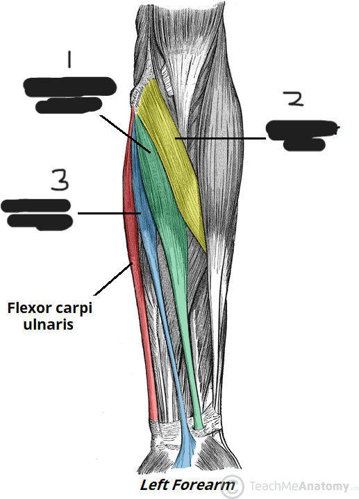 <p>2: Located on the upper inner forearm?</p>
