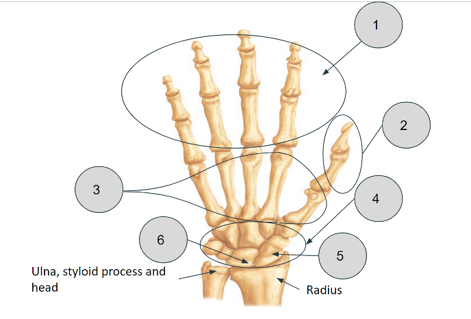 <p>Name these bones</p>