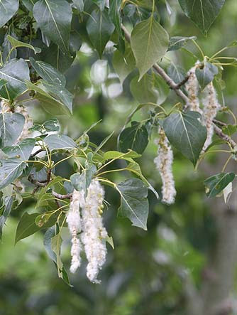 <p>Latin Name: Populus trichocarpa</p><p></p>