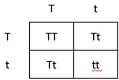 <p>- 25% chance to have an affected child (tt)</p><p>- 50% chance the child will be an unaffected carrier (Tt)</p><p>- 25% chance the child will be unaffected, non-carrier (TT)</p>
