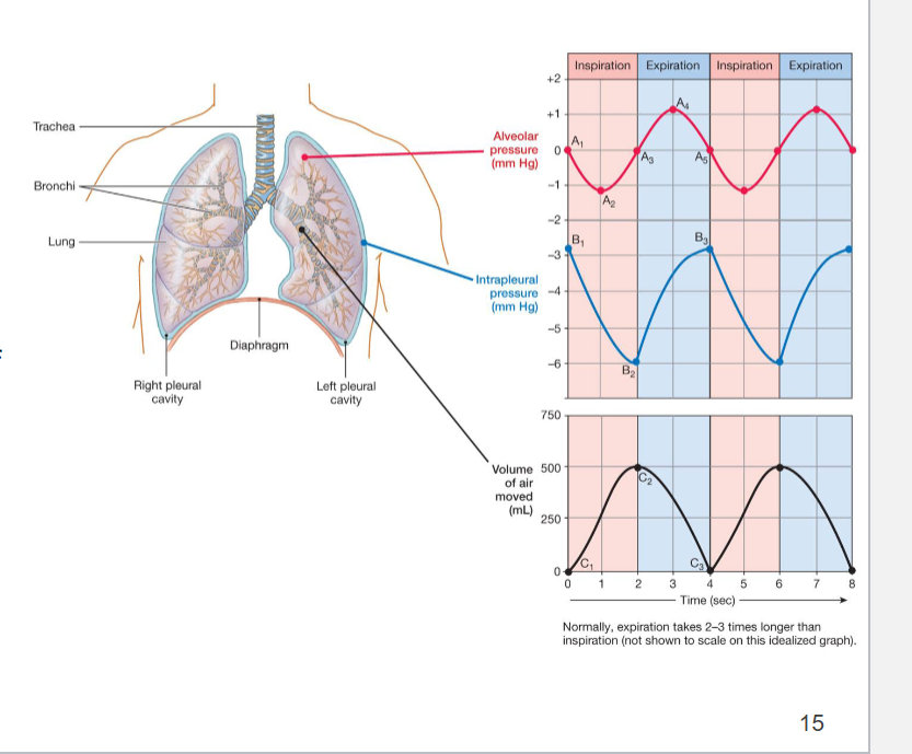 <p>inspiration (Pressure changes during quiet breathing)</p>