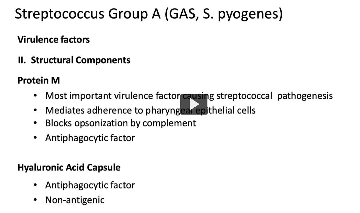 <p>These are <strong>physical components on the bacteria</strong> (not toxins) that help it:</p><p><span data-name="point_right" data-type="emoji">👉</span> <strong>Stick to cells</strong><br><span data-name="point_right" data-type="emoji">👉</span> <strong>Avoid the immune system</strong><br><span data-name="point_right" data-type="emoji">👉</span> <strong>Survive and spread</strong></p><div data-type="horizontalRule"><hr></div><p><span data-name="red_circle" data-type="emoji">🔴</span> <strong>1. M Protein (MOST IMPORTANT)</strong> <span data-name="pushpin" data-type="emoji">📌</span> What it does <span data-name="magnet" data-type="emoji">🧲</span> <strong>Adherence</strong></p><ul><li><p>Helps bacteria <strong>attach to throat (pharyngeal) epithelial cells</strong></p></li></ul><p><span data-name="point_right" data-type="emoji">👉</span> First step in infection</p><div data-type="horizontalRule"><hr></div><p><span data-name="shield" data-type="emoji">🛡</span> <strong>Blocks opsonization</strong></p><ul><li><p>Prevents <strong>complement (C3b)</strong> from coating the bacteria</p></li></ul><p><span data-name="point_right" data-type="emoji">👉</span> Without opsonization:</p><ul><li><p>Immune cells <strong>can’t recognize it easily</strong></p></li></ul><div data-type="horizontalRule"><hr></div><p><span data-name="no_entry_sign" data-type="emoji">🚫</span> <strong>Antiphagocytic</strong></p><ul><li><p>Stops neutrophils/macrophages from <strong>engulfing (phagocytosis)</strong></p></li></ul><p></p>