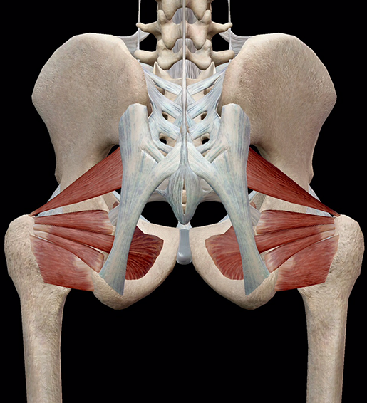 <p>Name the primary Hip Lateral Rotators (External rotation)</p>