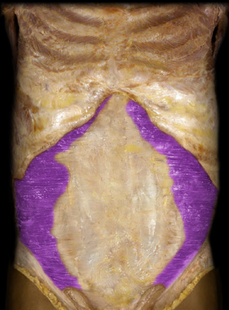 <p>Name this muscle and its function</p>