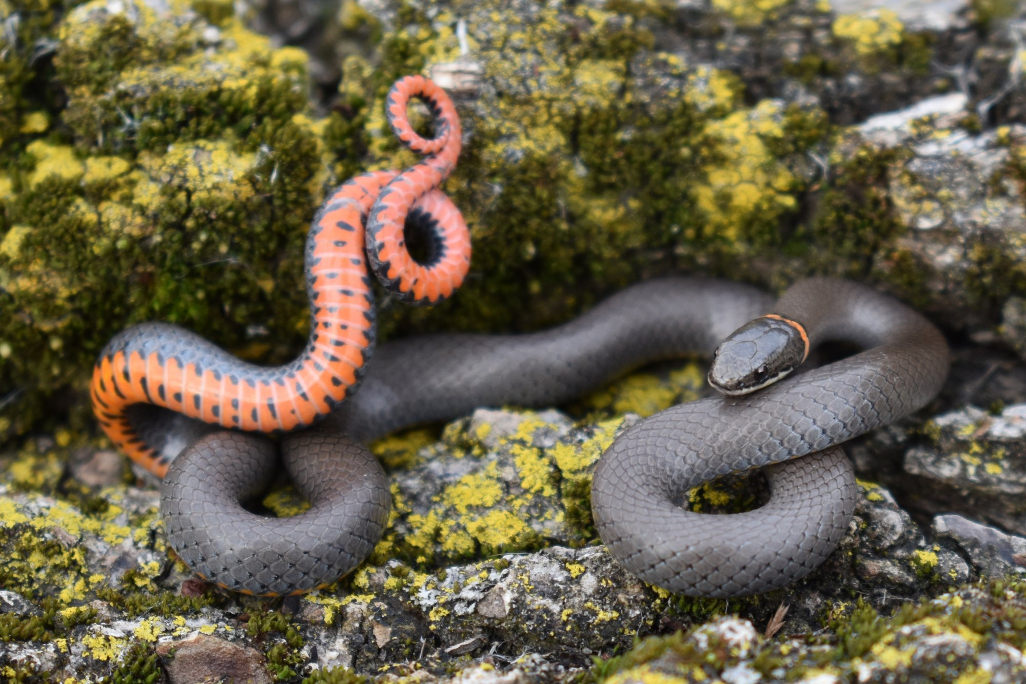 <p>Diadophis punctatus</p>