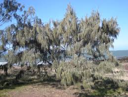 <p>Native to the Philippines and other tropical Indo-Pacific coastal regions; conservation status: not endangered. Most easily identified by its fine, needle-like, pine-like appearance formed by segmented green branchlets (not true leaves), making it highly distinctive as a coastal wind-resistant tree used for shoreline stabilization.</p><p>A medium to large evergreen tree typically growing 10–30 meters tall, occasionally up to 35 meters, with a narrow to conical crown about 6–15 meters wide. Trunk is 0.5–1 meter in diameter with dark gray to brown deeply fissured bark. It develops a strong deep taproot with extensive lateral roots adapted to sandy and coastal soils. Branching is dense and begins above human height, forming a narrow, upright canopy. Leaves are reduced to minute scales at nodes, while green segmented branchlets function as photosynthetic organs. Flowers are small and inconspicuous, wind-pollinated; male flowers form slender spikes while female flowers develop into woody cone-like structures. Fruits are cone-like aggregates containing small winged seeds dispersed by wind.</p><p>Used for coastal protection, windbreaks, erosion control, and reforestation of sandy or degraded sites, with limited ornamental use in large landscapes. No significant toxicity reported. In landscape applications, it is best suited for coastal areas, highways, and large open spaces exposed to wind and salt spray; it should not be planted near buildings or confined urban spaces due to its aggressive roots, heavy litter from branchlets, and strong competition effects on nearby vegetation.</p>