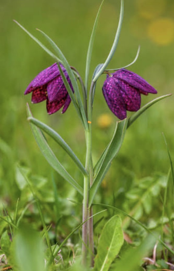 <p>Fritillaria meleagris: deciduous, evergreen or what?</p>
