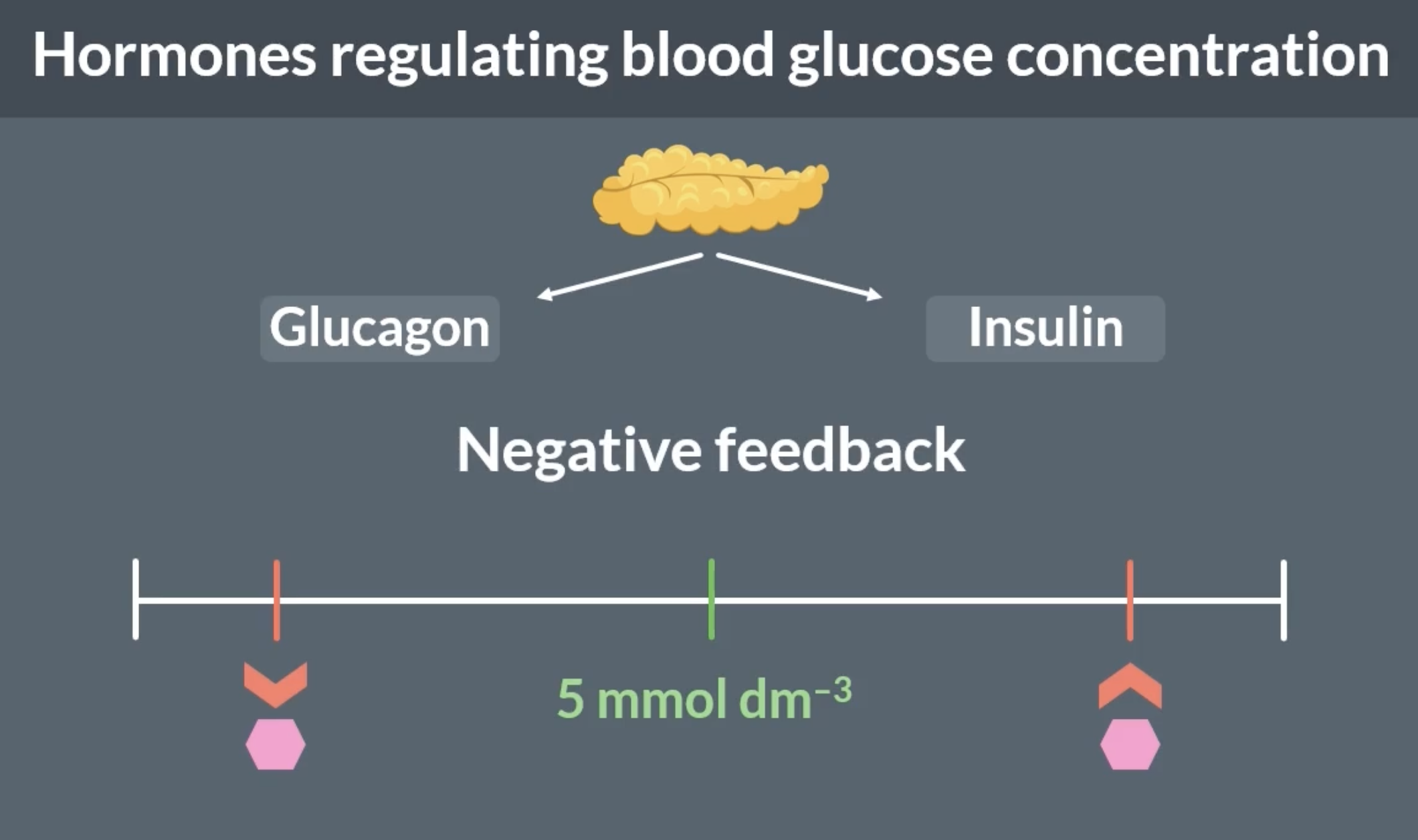 <p><span style="font-size: var(--ck-content-font-size);">pancreas detects changes in our blood glucose concentration and releases hormones</span></p><p>when blood glucose concentration gets too low, glucagon is released from the pancreas to increase it to optimum blood glucose concentration</p><p>when blood glucose concentration gets too high, insulin is released from the pancreas to decrease it to optimum blood glucose concentration</p><p>these are examples of negative feedback</p>